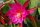 Epiphyllum-Hybr. Fr. Gundi Haage Paetz