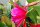 Epiphyllum-Hybr. Fr. Gundi Haage Paetz