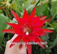 Epiphyllum-Hybr. Friendship