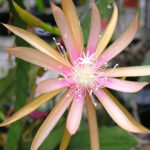 Epiphyllum-Hybr. Frühlingslaune PE 145