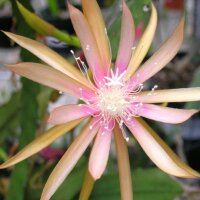 Epiphyllum-Hybr. Frühlingslaune PE 145