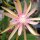 Epiphyllum-Hybr. Frühlingslaune PE 145