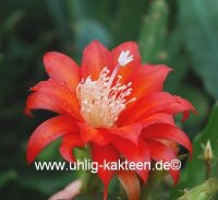 Epiphyllum-Hybr. Gabi Paetz