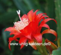 Epiphyllum-Hybr. Gabi Paetz