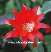 Epiphyllum-Hybr. Gabi Paetz