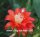 Epiphyllum-Hybr. Gabi Paetz