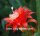 Epiphyllum-Hybr. Gabi Paetz