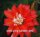 Epiphyllum-Hybr. Gabi Paetz