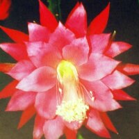 Epiphyllum-Hybr. Gartenschönheit