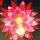 Epiphyllum-Hybr. Gartenschönheit