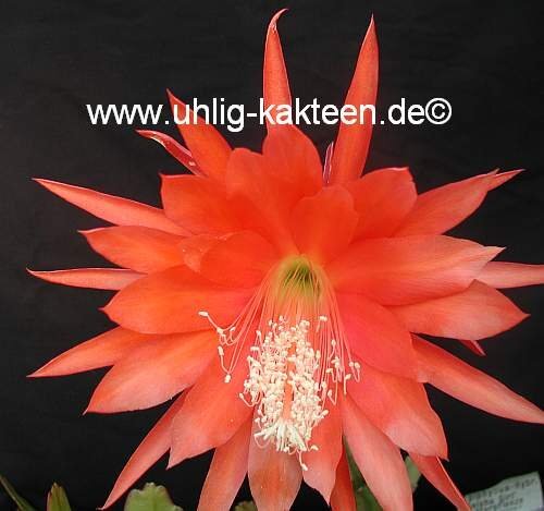 Epiphyllum-Hybr. Geisha Girl