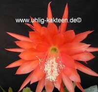 Epiphyllum-Hybr. Geisha Girl