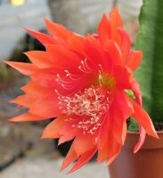 Epiphyllum-Hybr. Geisha Girl