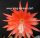 Epiphyllum-Hybr. Geisha Girl