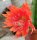 Epiphyllum-Hybr. Geisha Girl