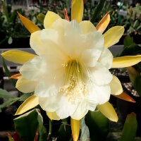 Epiphyllum-Hybr. Georges French