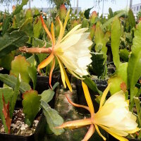 Epiphyllum-Hybr. Georges French