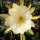 Epiphyllum-Hybr. Georges French