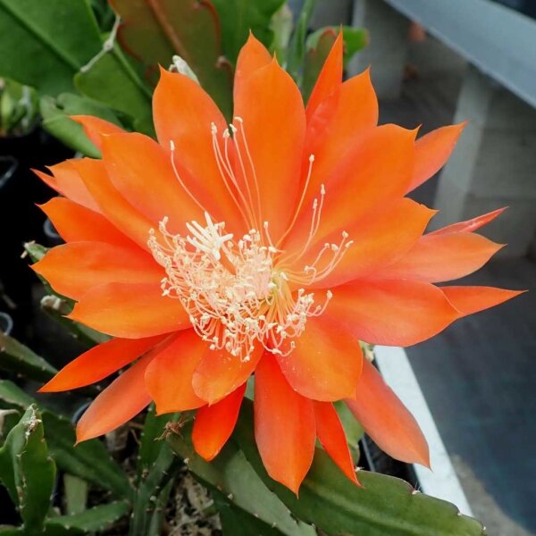 Epiphyllum-Hybr. Gertrudiana