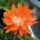 Epiphyllum-Hybr. Gertrudiana