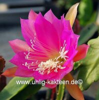Epiphyllum-Hybr. Gitti Paetz