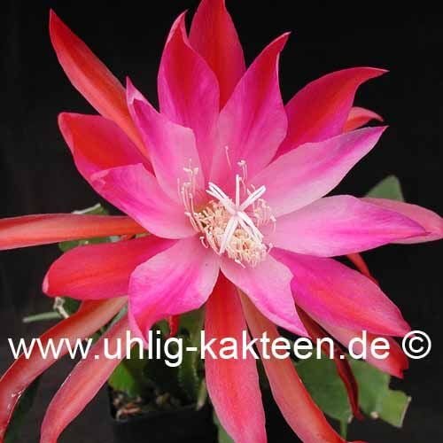 Epiphyllum-Hybr. Gladyce Orange