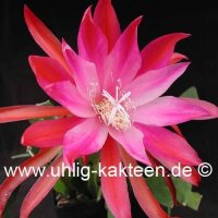 Epiphyllum-Hybr. Gladyce Orange
