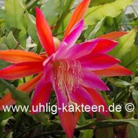 Epiphyllum-Hybr. Gladyce Orange