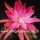 Epiphyllum-Hybr. Gladyce Orange
