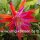 Epiphyllum-Hybr. Gladyce Orange