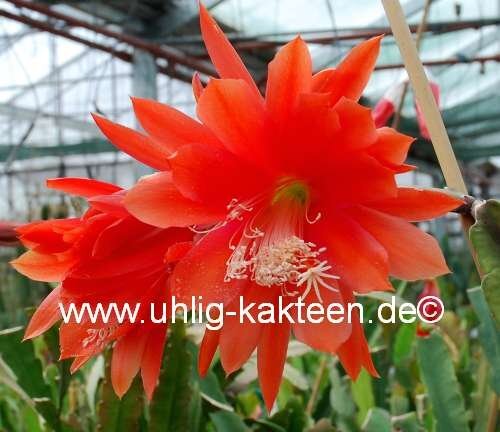 Epiphyllum-Hybr. Gloriosum