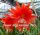 Epiphyllum-Hybr. Gloriosum
