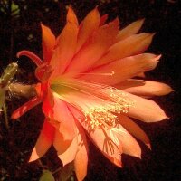 Epiphyllum-Hybr. Gold - Lachs
