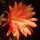 Epiphyllum-Hybr. Gold - Lachs