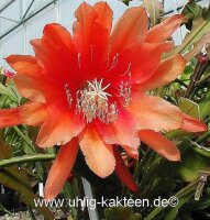Epiphyllum-Hybr. Golden Harvest
