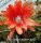 Epiphyllum-Hybr. Golden Harvest