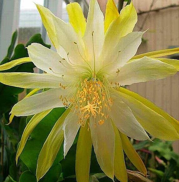 Epiphyllum-Hybr. Golden Octopus