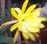 Epiphyllum-Hybr. Golden Octopus