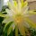 Epiphyllum-Hybr. Golden Octopus