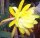 Epiphyllum-Hybr. Golden Octopus