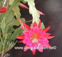 Epiphyllum-Hybr. Hans Mitterer