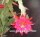 Epiphyllum-Hybr. Hans Mitterer