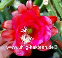 Epiphyllum-Hybr. Harald Knebel