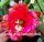 Epiphyllum-Hybr. Harald Knebel