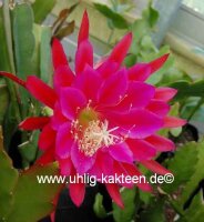 Epiphyllum-Hybr. Harry Paetz