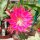 Epiphyllum-Hybr. Harry Paetz