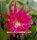 Epiphyllum-Hybr. Harry Paetz