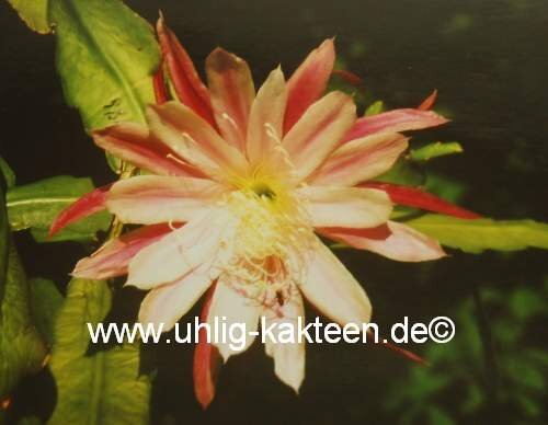 Epiphyllum-Hybr. Hans Wurzbacher