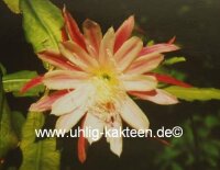 Epiphyllum-Hybr. Hans Wurzbacher