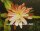 Epiphyllum-Hybr. Hans Wurzbacher